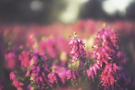 FRÜHLINGSGEFÜHLE: UND GARTENARBEIT